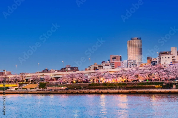 Obraz イルミネーションの桜並木と東京ウォーターフロント