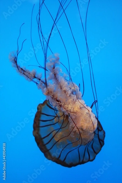 Fototapeta Jelly Fish