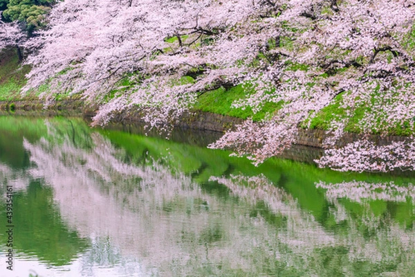 Fototapeta 池と桜並木