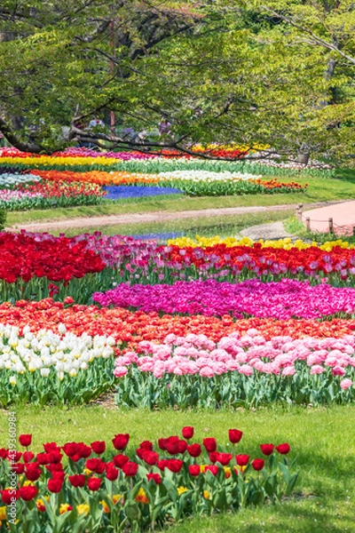 Obraz 水辺のチューリップ