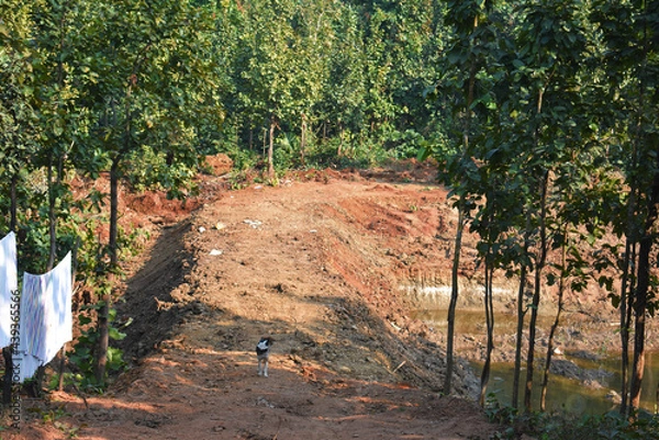 Obraz unpaved mud path between a deep forest surrounded by green trees