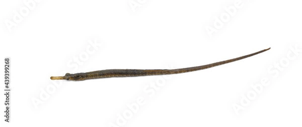 Fototapeta greater pipefish isolated on white. A long and small yellow fish with white stripes, tropical fish from the mediterranean sea