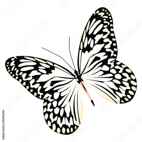 Obraz Realistic butterfly white black colors isolated on white background