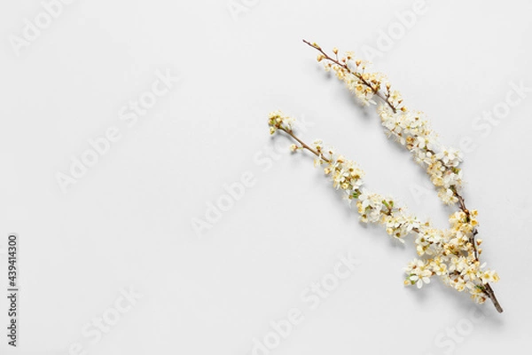 Obraz Beautiful blooming branches on light background