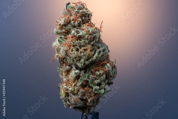 Obraz Cannabis Flower Macro - Strain: Red Eye Skunk