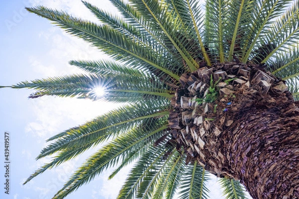 Fototapeta 青空とヤシの木