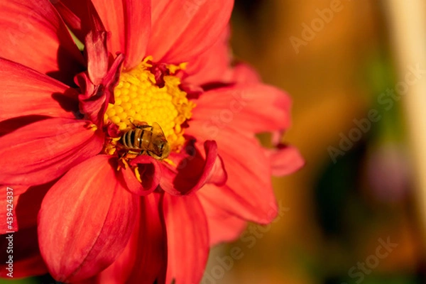 Fototapeta Honeybee On Red Dahlia