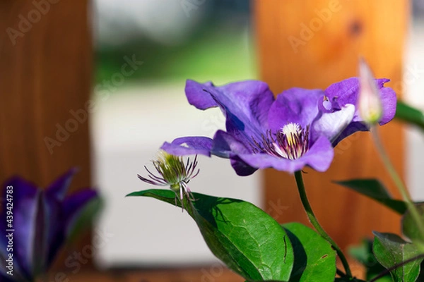 Obraz Purple Clematis Blossom