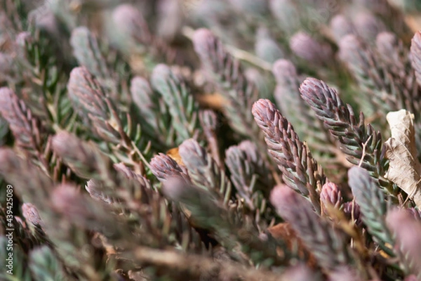 Obraz Purple Succulents