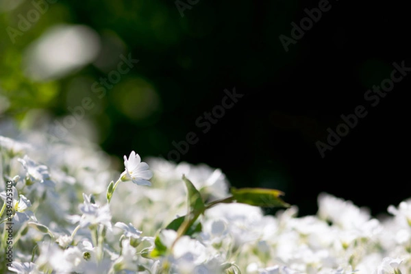 Obraz Snow In Summer Flower
