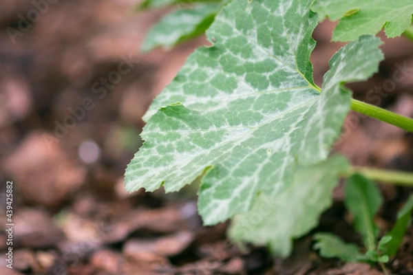 Fototapeta Zucchini Leaf
