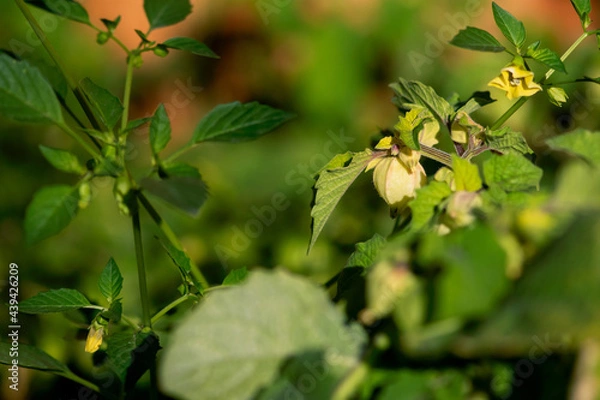 Obraz Ground Cherry Fruit