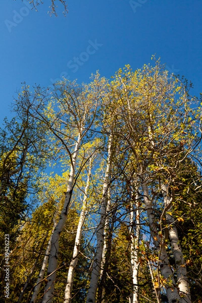 Obraz Aspens