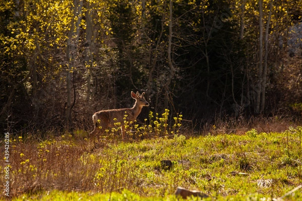 Obraz Deer in mountains
