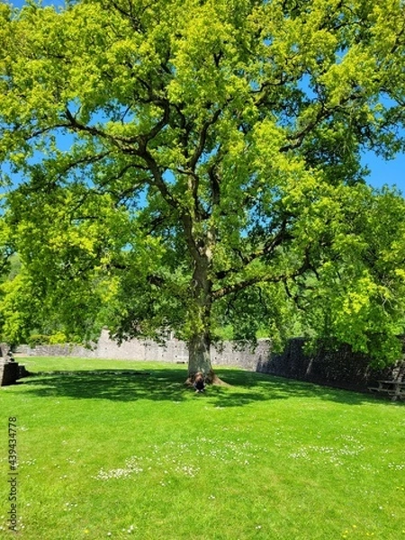 Obraz tree in park