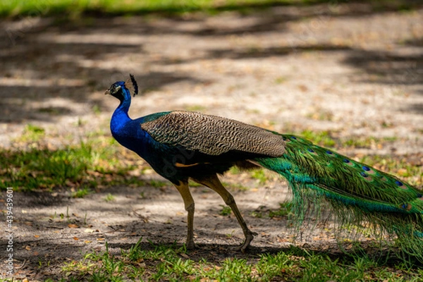 Fototapeta PHoto of a peacock bird