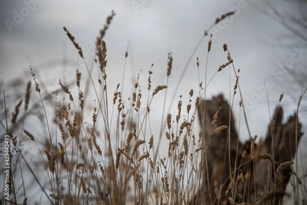 Fototapeta Rising sun
