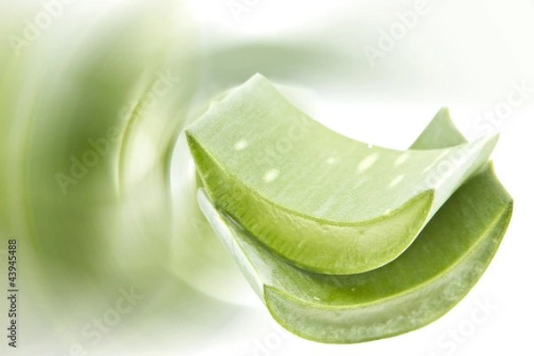 Obraz Aloe Vera