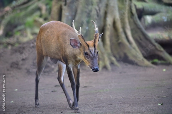 Fototapeta The Indian muntjac, Muntiacus muntjak, also called the southern red muntjac and barking deer, is a deer species native to South and Southeast Asia