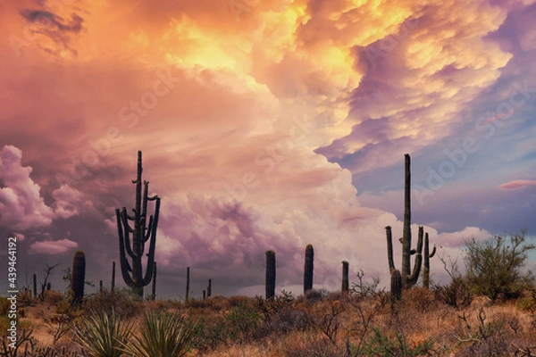 Obraz Arizona Saguaros in a warm desert sunset