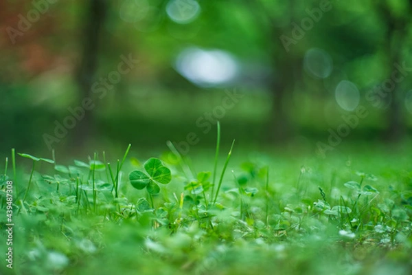 Obraz 四葉のクローバー