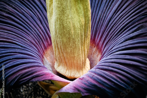 Obraz Close up of a large Titan Arum
