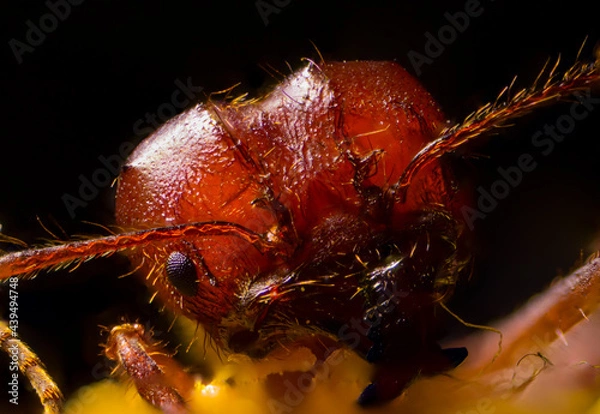 Fototapeta portrait with macro extreme of a red ant with some polen in his fce