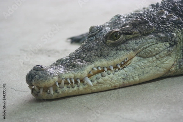 Obraz crocodile