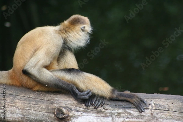 Obraz macaque