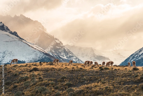 Obraz Scenes of wild animals and snow-capped mountains, natural scenery of South America, Torres del Paine National Park, Chile.