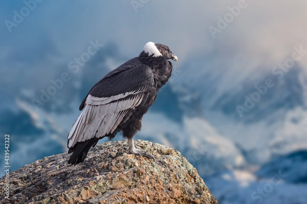 Fototapeta Andean condor (Vultur gryphus) perched on a rock