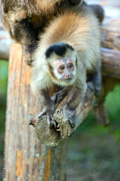 Fototapeta Monkey on a branch