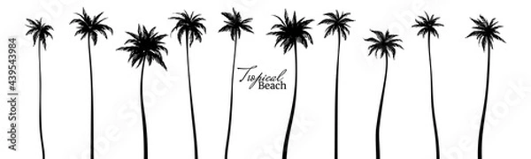 Fototapeta Set of black silhouettes of palm trees. Vector illustration