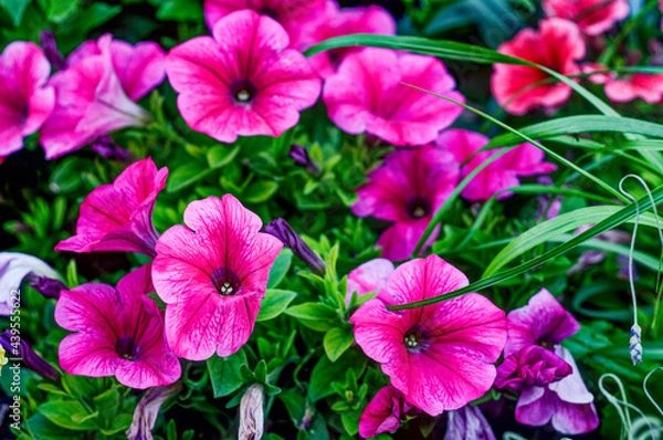 Fototapeta Petunia Juss in a natural environment, in full bloom at close range, elegant, intimate, romantic, delicate