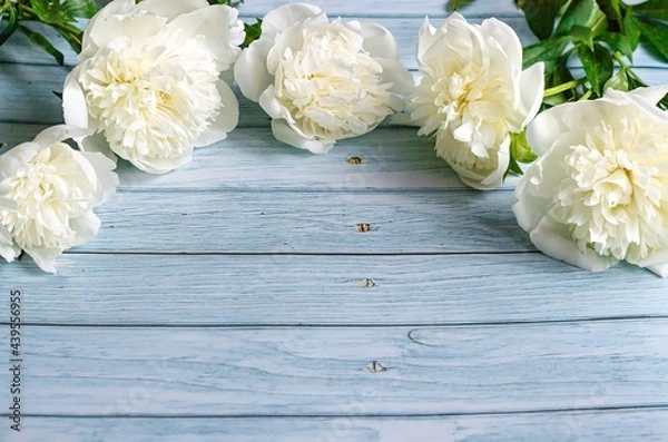 Fototapeta Flat lay layout holiday card with place for your text, beautiful big white peonies on blue wooden background with copy space