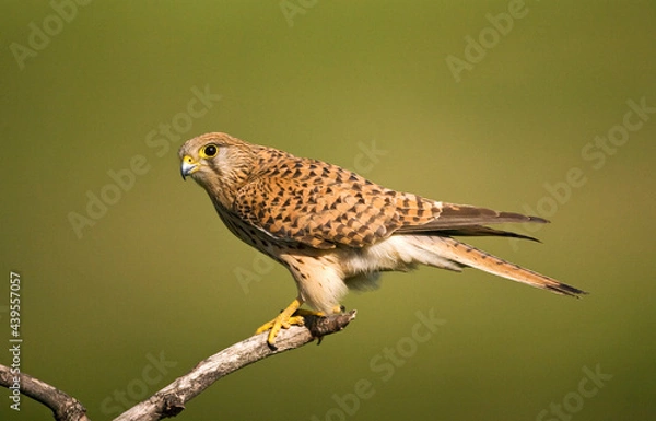 Obraz Torenvalk, Common Kestrel, Falco tinnunculus