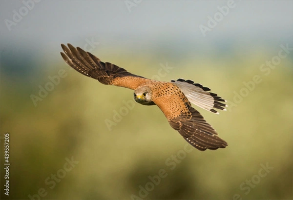 Obraz Torenvalk, Common Kestrel, Falco tinnunculus