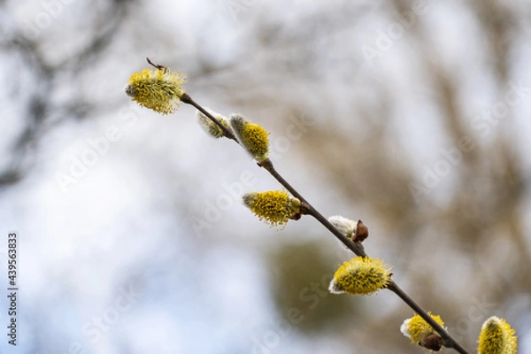 Fototapeta Weidenkätzchen 1