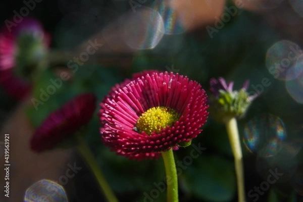 Fototapeta rotes Gänseblümchen