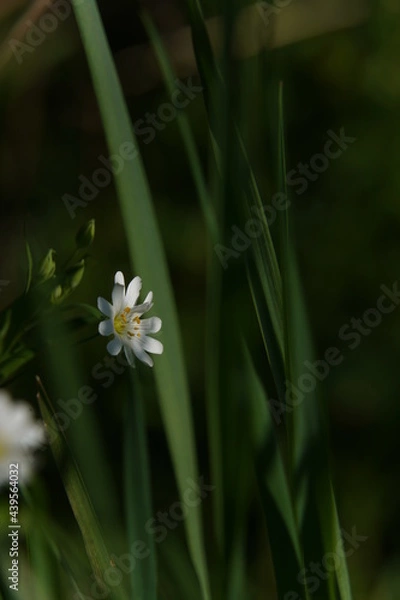 Fototapeta Frühlingsblume 2