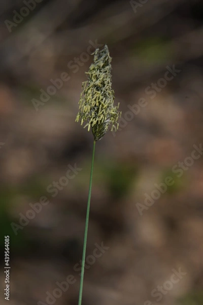 Fototapeta Ackerfuchsschwanz blühend