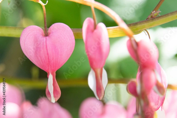 Fototapeta tränendes Herz