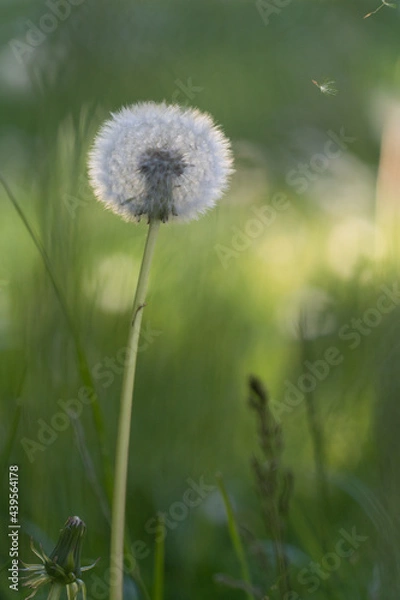 Fototapeta Pusteblume2