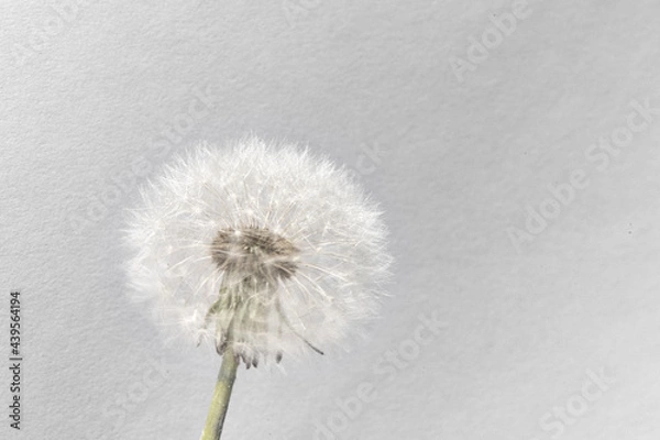 Fototapeta Pusteblume