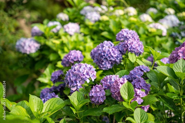 Fototapeta あじさい