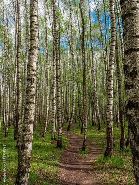 Fototapeta trees in the forest