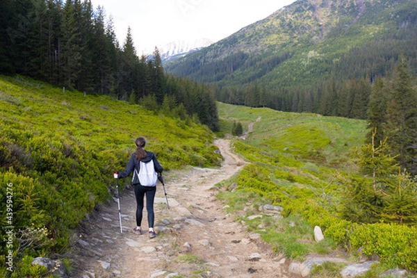 Fototapeta Woman hiker hiking in the mountains in summer to the highest ukrainian ridge Marmarosy near Romania.