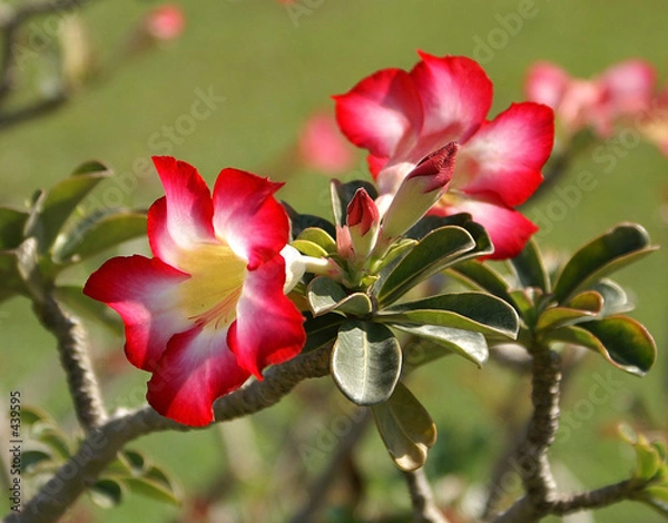 Obraz Blossoming ofdenium