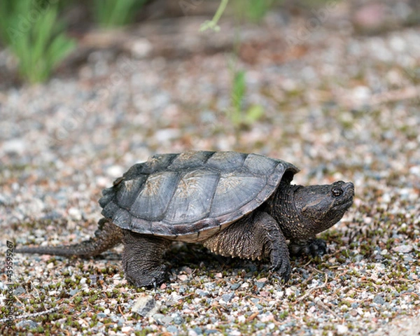 Obraz Snapping Turtle Photo Stock. Close-up profile view walking on gravel in its environment and habitat surrounding displaying dragon tail, turtle shell. Turtle Picture. Portrait. Image.