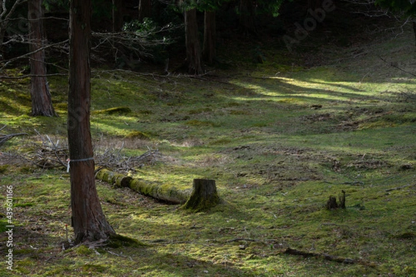 Obraz 苔むした切り株